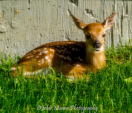 sunbeams 2