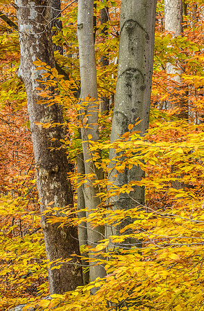 Beech and Sycamore trees with fall foliage, Southbury Connecticut