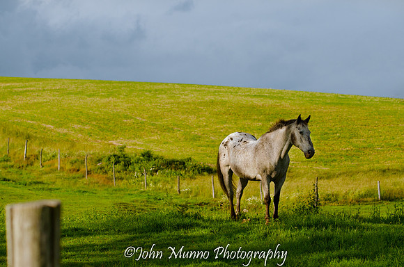 nice horse