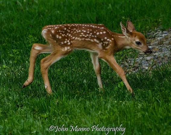 deer 2