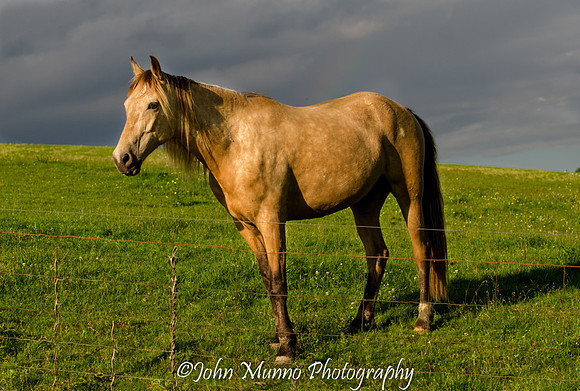 horse