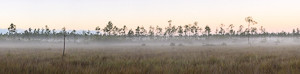 FLORIDA EVERGLADES