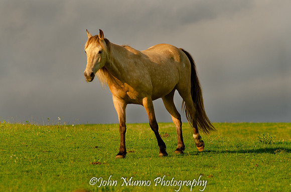 horse 3