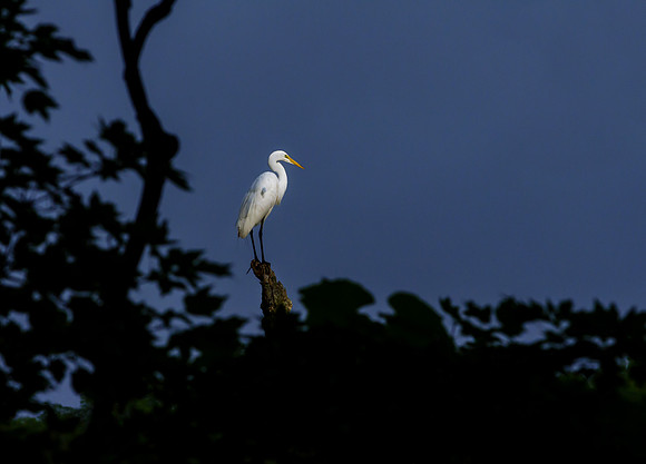 White Egret perched in tree, Oxford, Connecticut