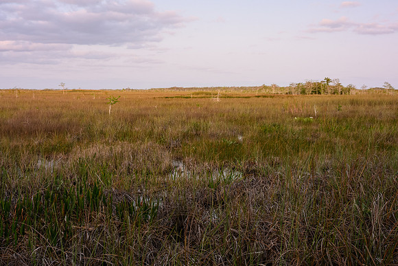 Sea of Grass