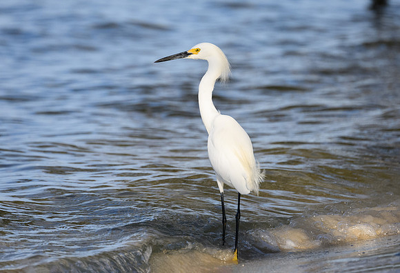 White Egrit