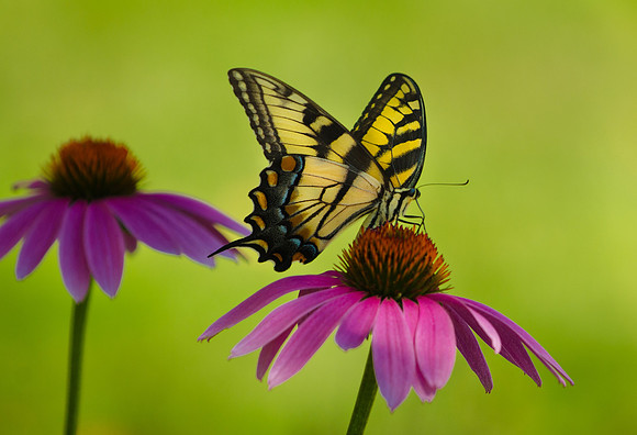 Swallowtail