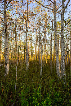 Bald Cypress
