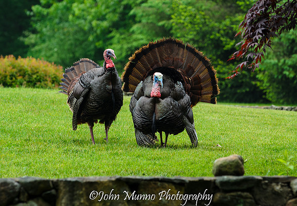 turkey 3