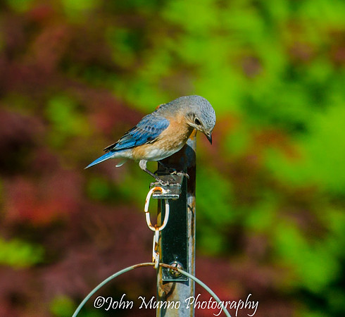 blue bird