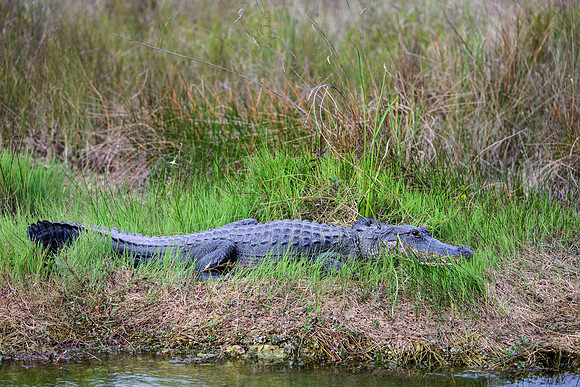 Gator