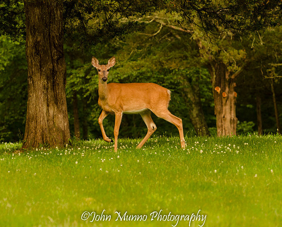 White Tail Deer at Kettletown State Park, Southbury Connecticut