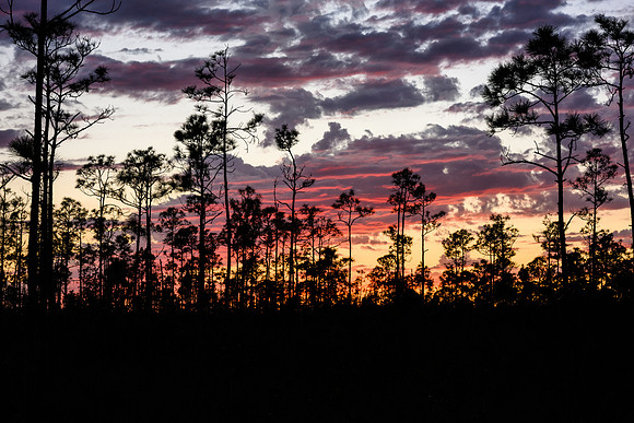 Sunset Calls