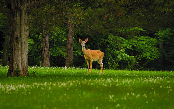 Deer Grazing in a meadow, Ketttletown State Park, Southbury, Connecticut