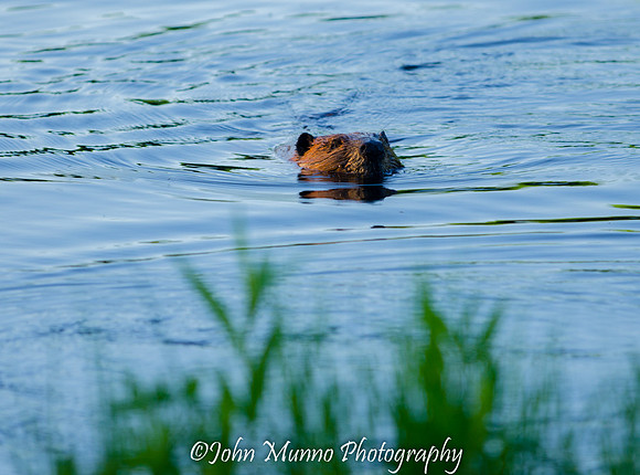 beaver 2