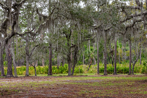 Spanish Moss-Edit