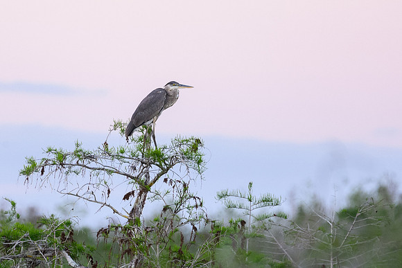 Heron on High