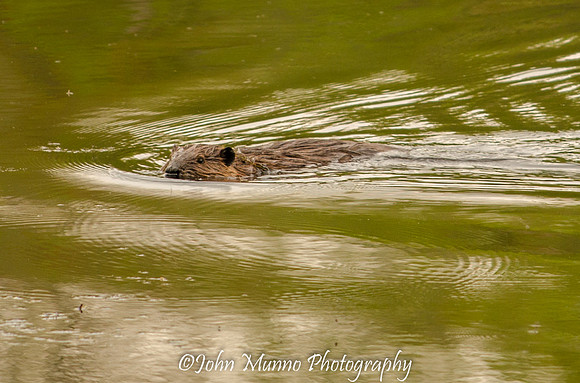 beavers