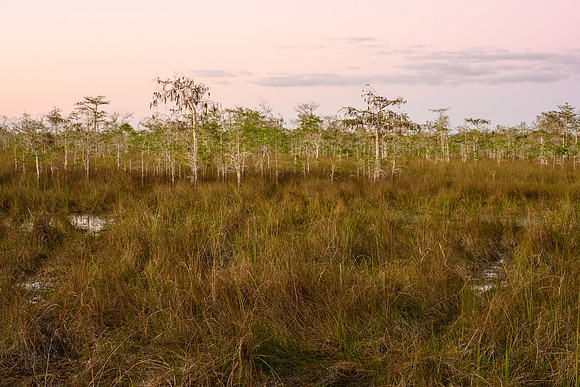 Everglades Light