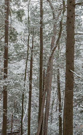 Snowy Hemlock Forest