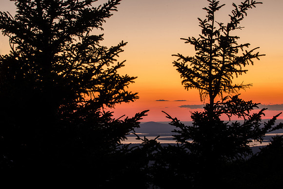 View from Cadillac Mountain and spruce trees