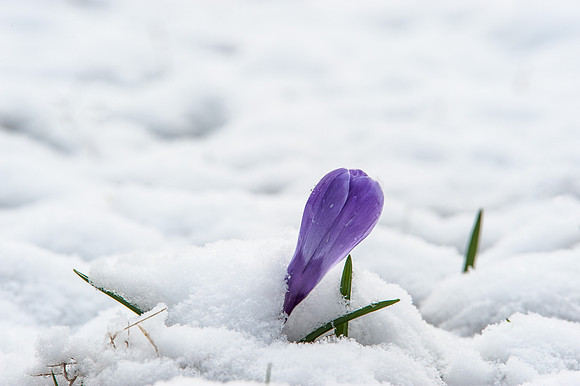 Early Bloomer