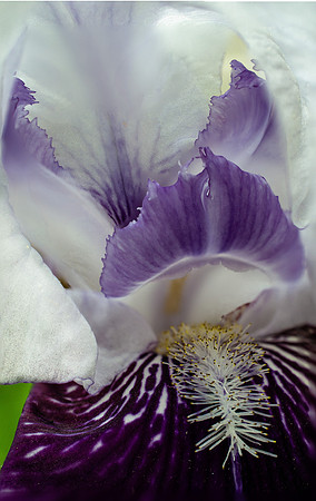 Iris 2