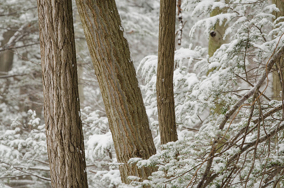 Connecticut Snow Scene, Southbury, Connecticut