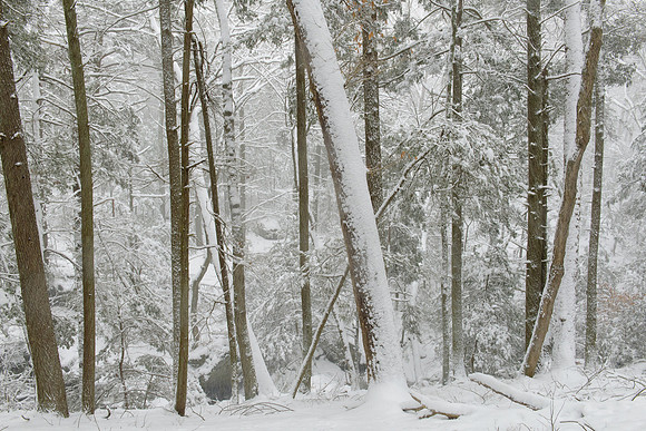 Hemlock Forest in Snow Storm