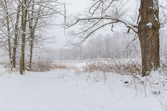 Peach Hill Winter