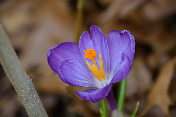 Crocus