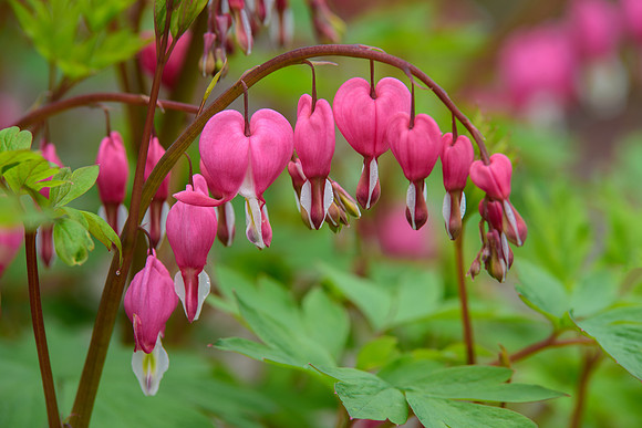 Bleeding Hearts