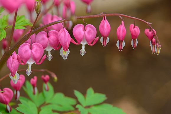 Bleeding Hearts