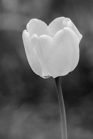 Tulip Black and White