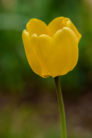 Yellow Tulip