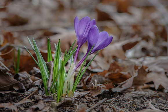 Crocus