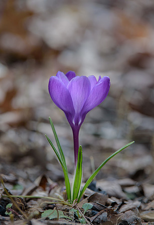 Crocus