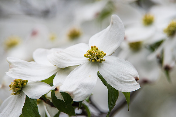 Dogwoods 5.6.17-10