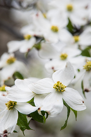 Dogwoods 5.6.17-73