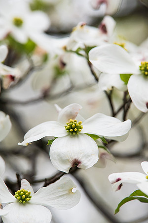 Dogwoods 5.6.17-35