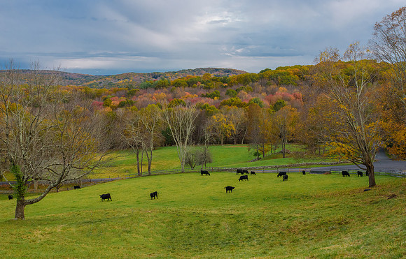 Happy Cows