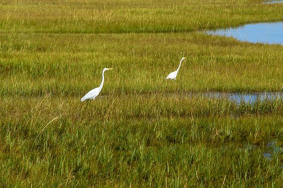 Waterford Egrets