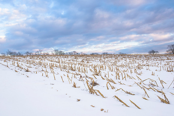 Late Afternoon Blue Sky Sunset and snow over cornfield