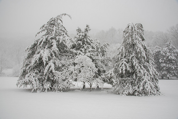 Snow Blizzard