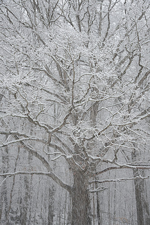 Winter Patterns 2