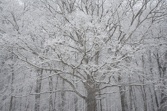 Winter Patterns