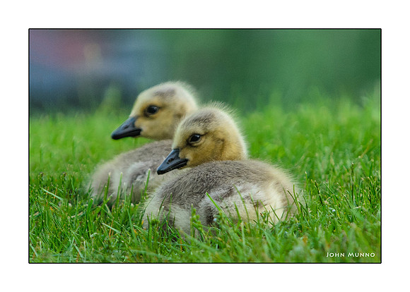 Goslings Greeting Card