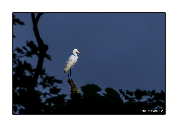 White Egret Greeting Card