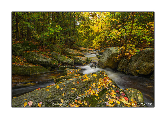 Enders Forest Greeting Card