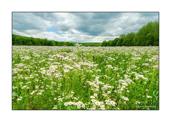 Woodbury Meadow Greeting Card